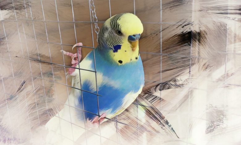 Budgie Color and Color Mutation