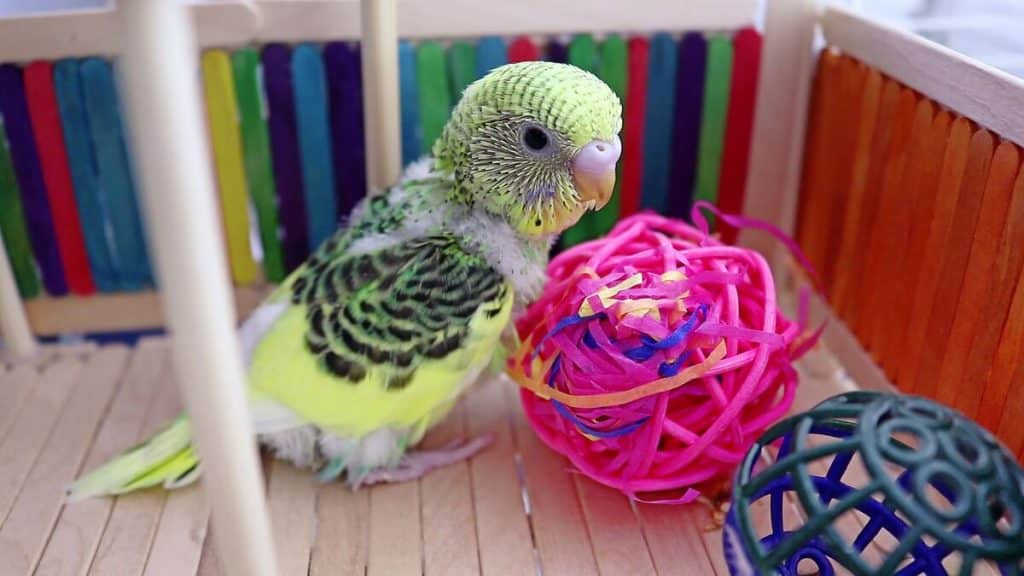 Budgie Playground and why is it Important