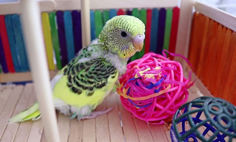 Budgie Playground and why is it Important