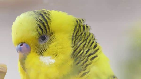budgie facts