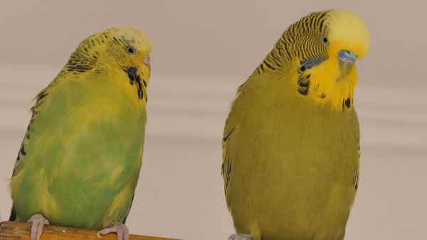 Breeding English Budgies