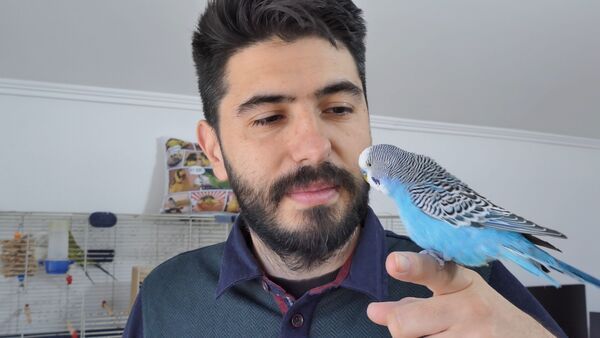 How to tame a Budgie fast?