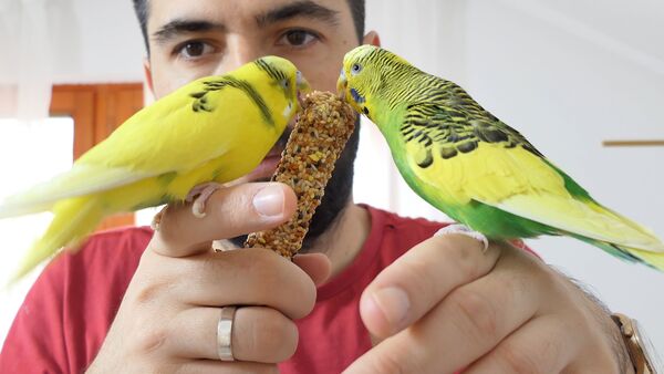 tame a Budgie