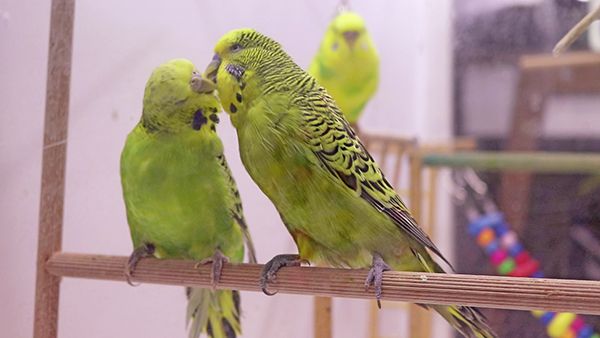 Breeding English Budgies