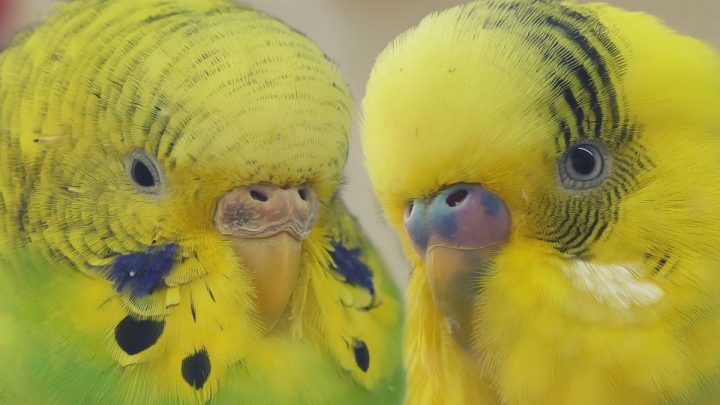 Budgie Gender a Boy or a Girl?