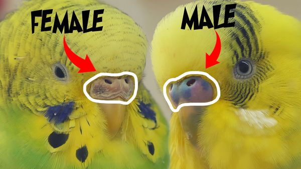 Budgie Gender A Boy Or A Girl 0255