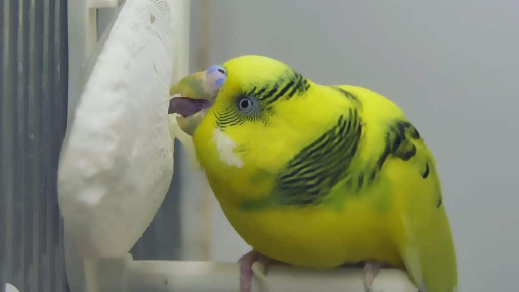 Cuttlebone Why Does My Budgie Use it?