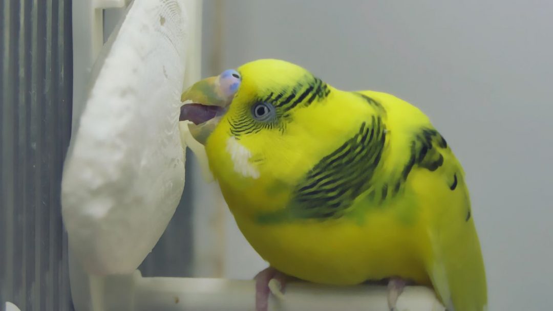 Cuttlebone Why Does My Budgie Use it?