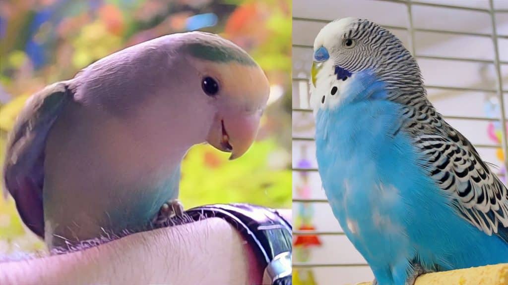 Lovebirds or Budgies Difference between