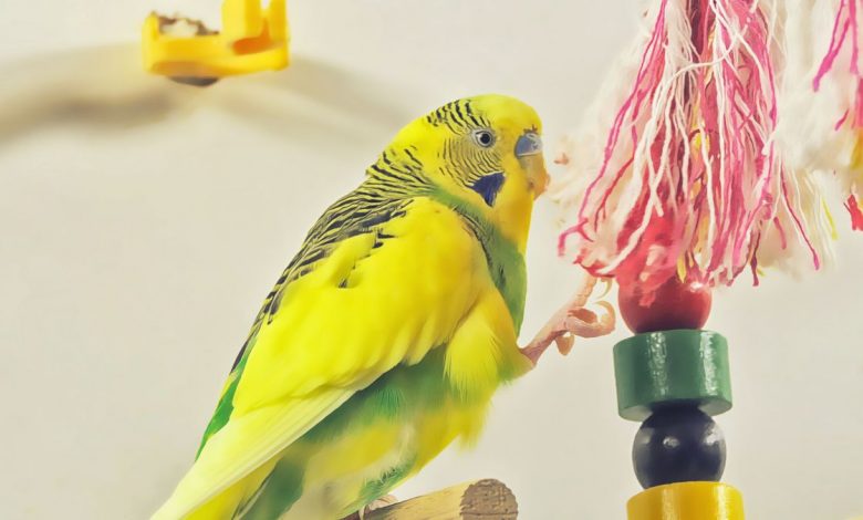 budgie toys