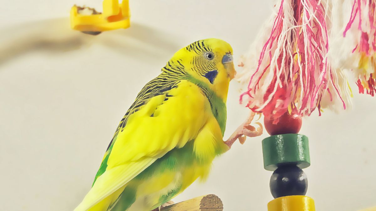 The 10 Best Budgie Toys you can buy from Amazon