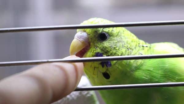 Lovebirds or Budgies