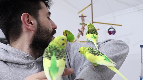 Do Humans Eat Budgies Myth Or Reality