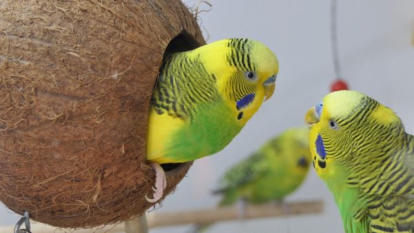 budgie pet