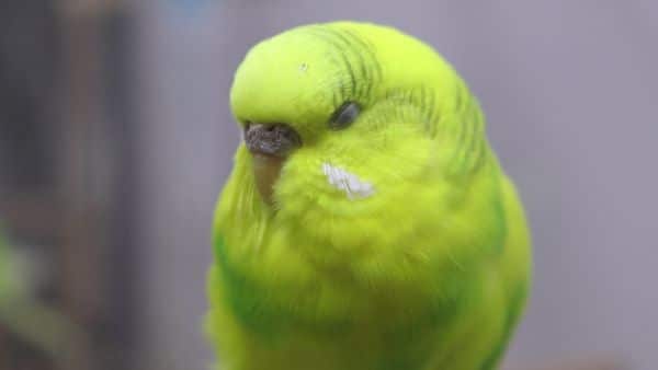 budgie gender