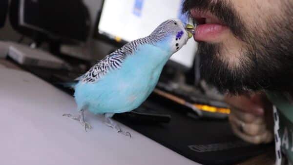 Humans eat Budgies