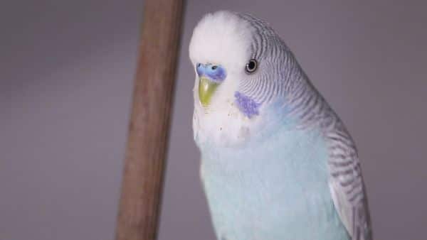 Budgie Gender A Boy Or A Girl 7905