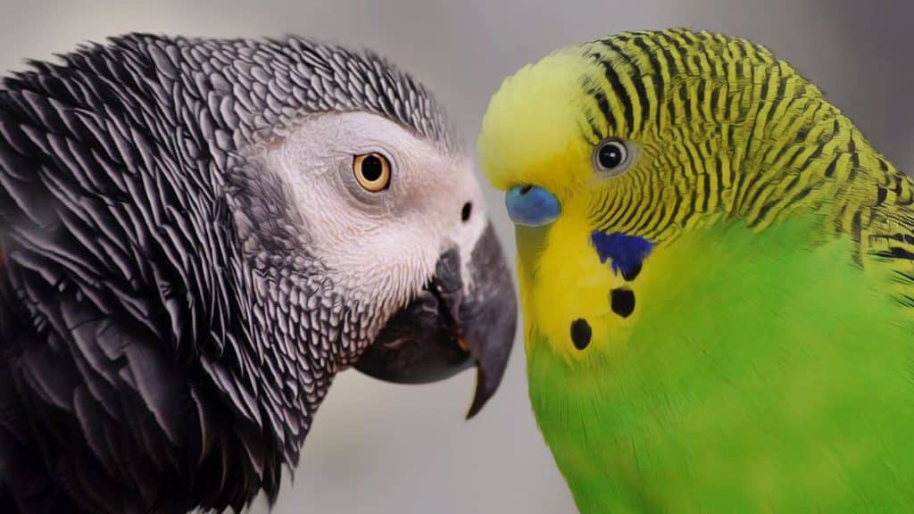 African Grey Parrot and Budgie keeping together