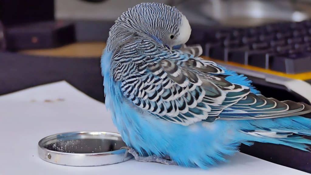 Can you get lung disease caused by feathers of Budgie bird