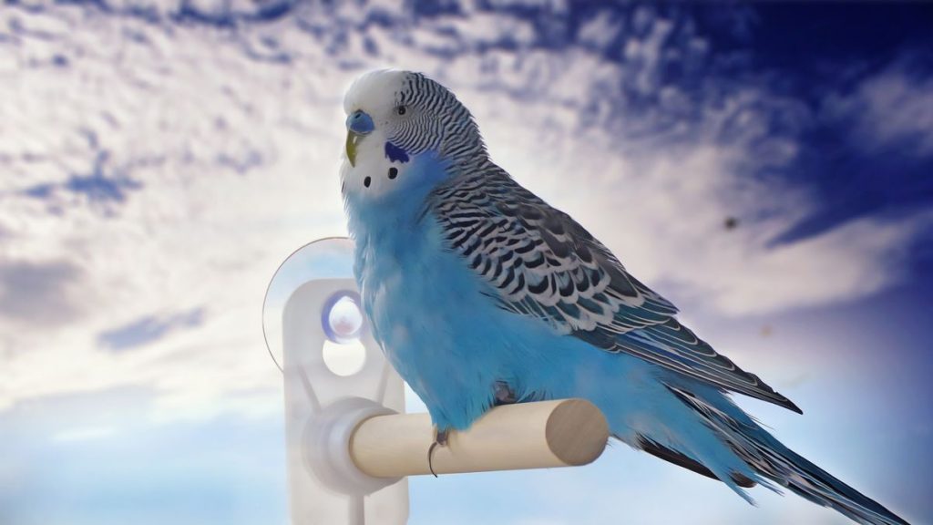 Can you travel with a Budgie