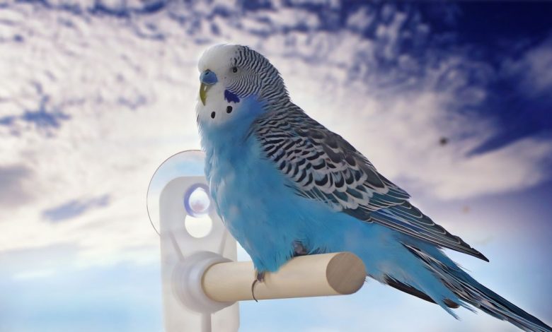 Can you travel with a Budgie