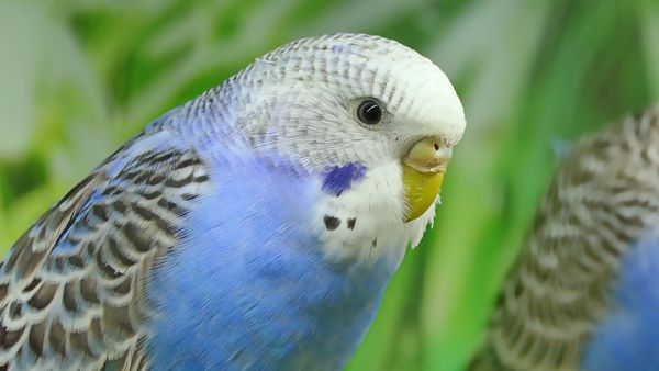 Can you travel with a Budgie bird?