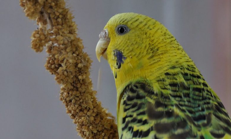 HOW TO GROW MILLET BUDGIE’S FAVORITE FOOD