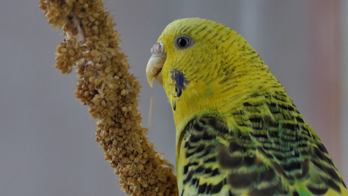HOW TO GROW MILLET BUDGIE’S FAVORITE FOOD