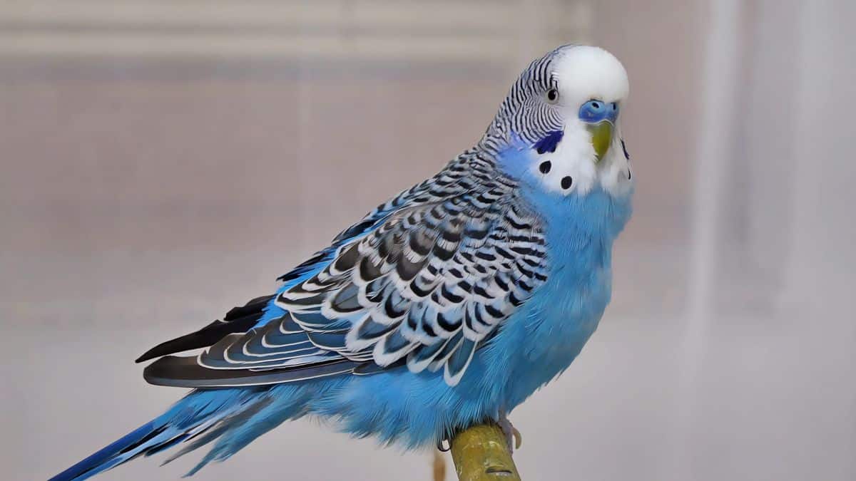 IS YOUR BUDGIE IN GRIEF Signs of a grieving budgie
