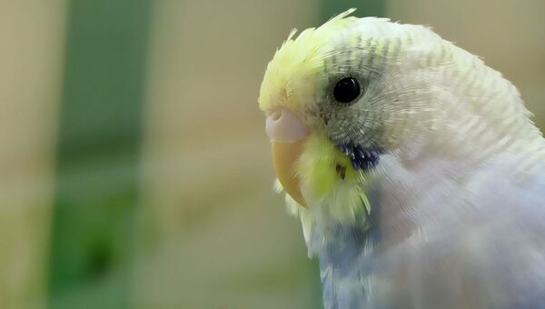 Rescue Budgie Adoption or Buy Budgie from the Pet Store