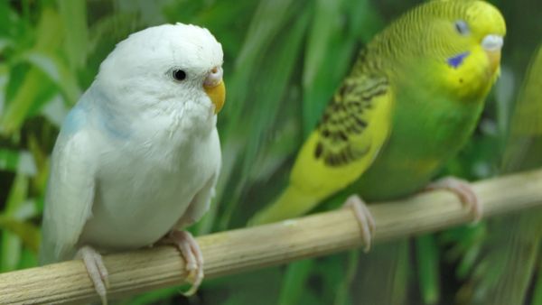 Rescue Budgie Adoption