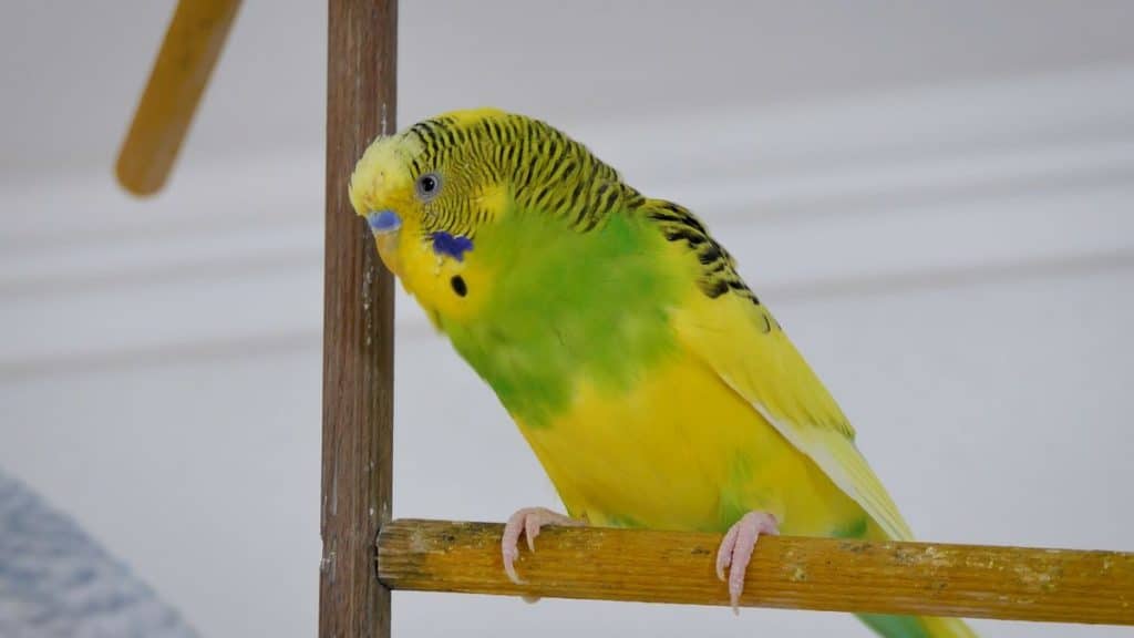 budgie and parrot african gray