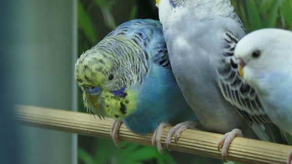 Rescue Budgie Adoption or Buy Budgie from the Pet Store