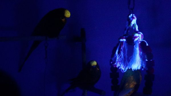 Glowing birds: Budgies can see and glow under ultraviolet uv light