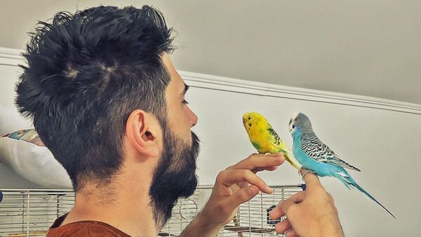 How to Regain Trust of a Budgie after you lost once