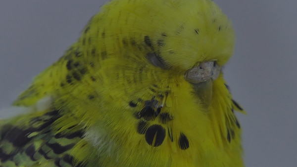 WHY DOES MY PARAKEET BUDGIE PUFF UP feathers?