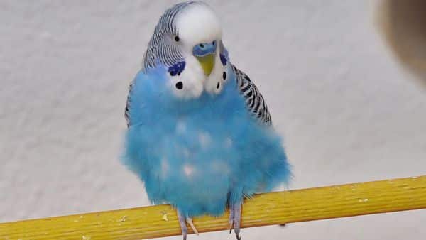 WHY DOES MY PARAKEET BUDGIE PUFF UP feathers?
