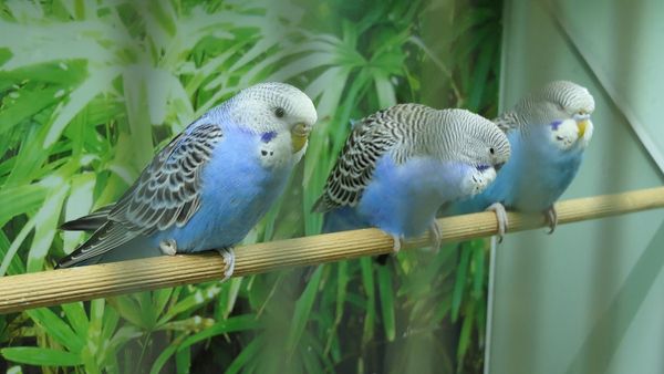 Rescue Budgie Adoption or Buy Budgie from the Pet Store