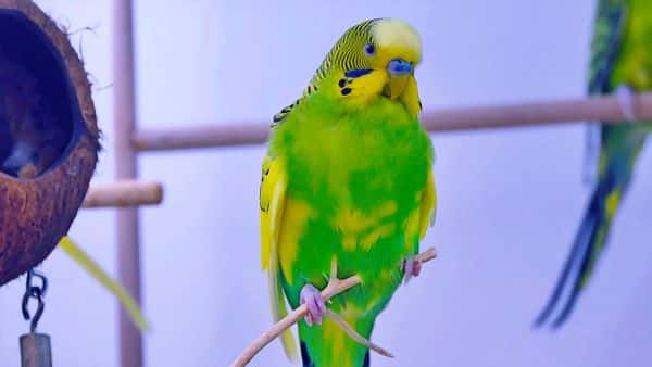 smart bird budgie