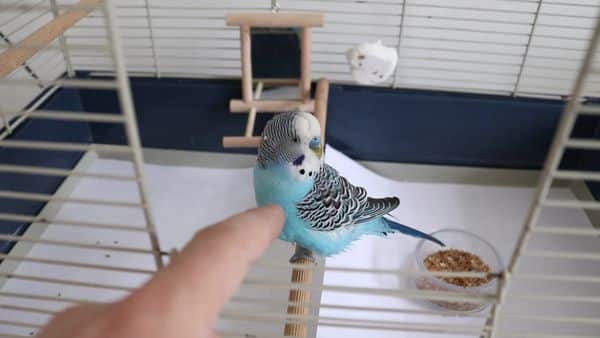 Budgie scared, Why is Your Budgie scared of you?