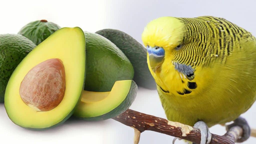 BIRDS POISON AVOCADO IS LETHAL FOR BUDGIES