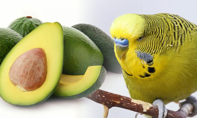 BIRDS POISON AVOCADO IS LETHAL FOR BUDGIES
