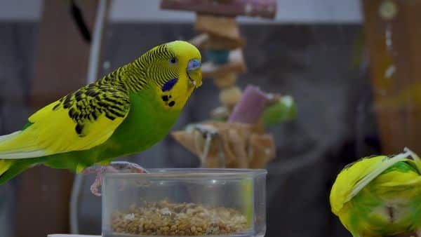 BIRDS POISON: AVOCADO IS LETHAL FOR BUDGIES