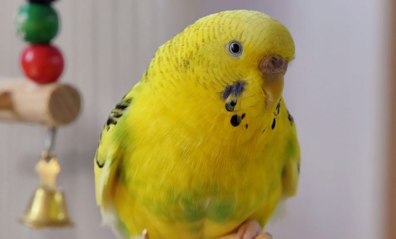 Budgie Parasites - Health Problems of Crusty Beaks
