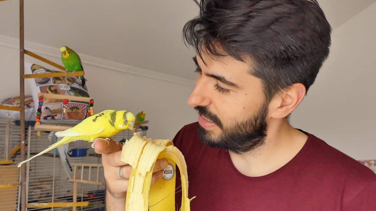 Can Parakeets Eat Bananas Is it safe Parakeet Fruit