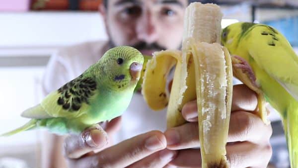 banana for budgerigar