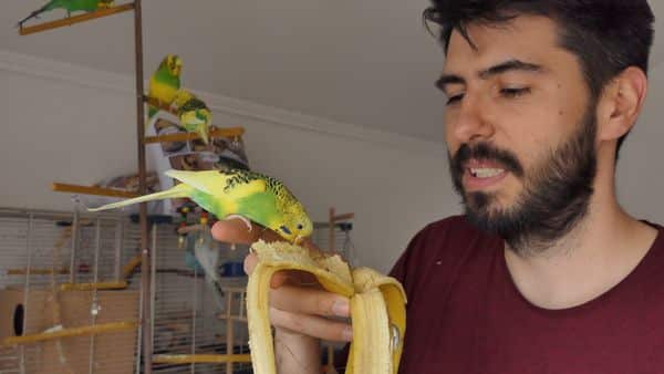 Can Parakeets Eat Bananas? Is it safe Parakeet Fruits?