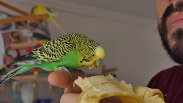 Can Parakeets Eat Bananas? Banana for Budgies?