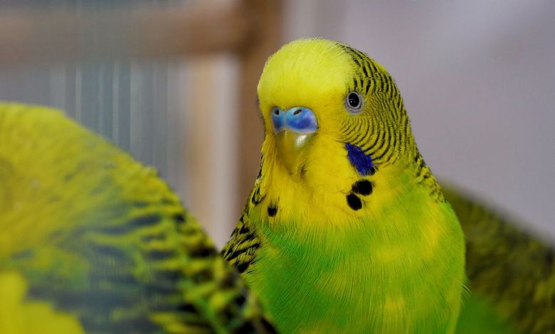 BUDGIE DIED FROM STRESS! HOW BUDGIE CAN DIE