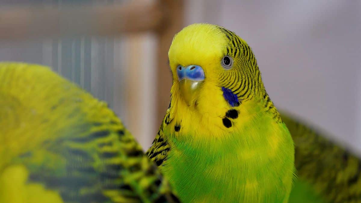 BUDGIE DIED FROM STRESS! HOW BUDGIE CAN DIE